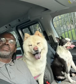 The Puppy Palace Doggy Daycare and Spa
