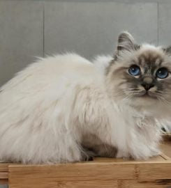 Verelda Cattery – Birman Cats