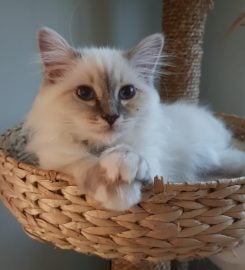 Verelda Cattery – Birman Cats