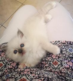 Verelda Cattery – Birman Cats