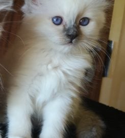 Verelda Cattery – Birman Cats