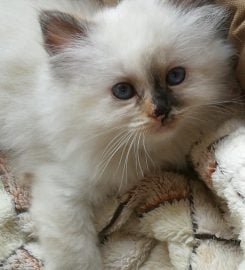 Verelda Cattery – Birman Cats