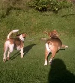 Waggy Tail Doggy Daycare