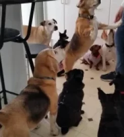 Waggy Tail Doggy Daycare