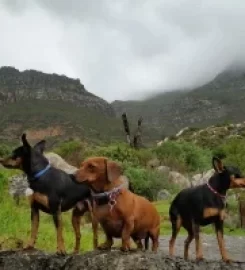 Waggy Tail Doggy Daycare