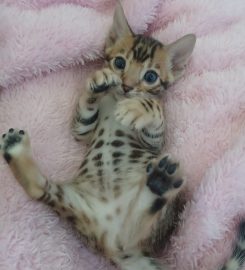 AWESOME BENGALS 