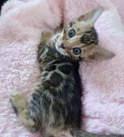 AWESOME BENGALS 