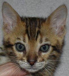 AWESOME BENGALS 