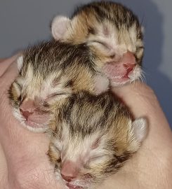 AWESOME BENGALS 