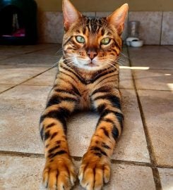 AWESOME BENGALS 