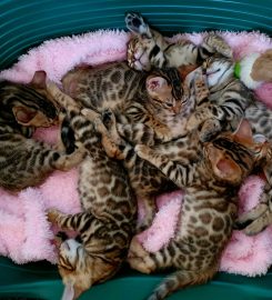 AWESOME BENGALS 