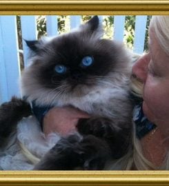 Baby Love Cattery