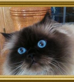 Baby Love Cattery