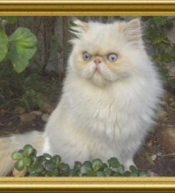 Baby Love Cattery