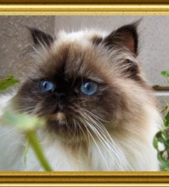 Baby Love Cattery