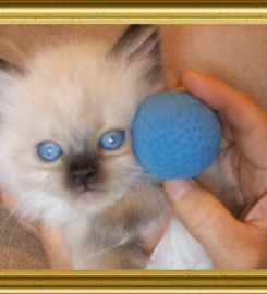 Baby Love Cattery