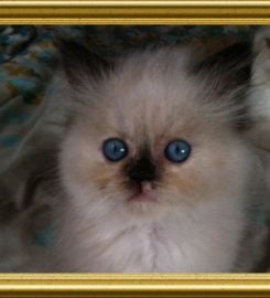 Baby Love Cattery