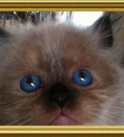Baby Love Cattery