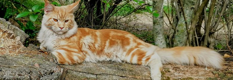 Bushcoons Maine Coon Cattery
