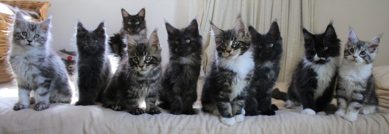 Catacoon Cattery – Maine Coon Breeder