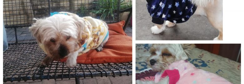 Amanda mobile dog groomer