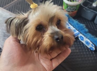 Ziggy’s Spa For Dogs