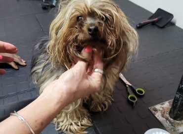 Ziggy’s Spa For Dogs