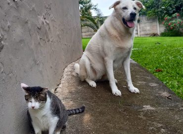 Leader Of The Pack SA