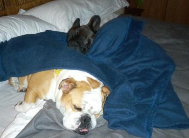 TLC Pet Nanny & Mai-Tri Method Practitioner