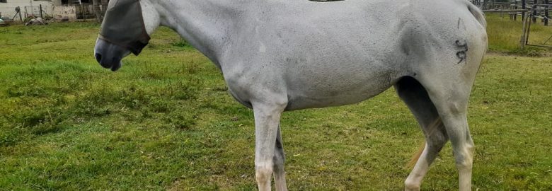 THE NATIONAL HORSE TRUST