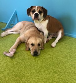 Wiggle Waggle Doggy Parlour