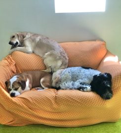 Wiggle Waggle Doggy Parlour