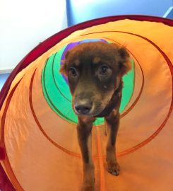 Wiggle Waggle Doggy Parlour