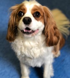 Wiggle Waggle Doggy Parlour