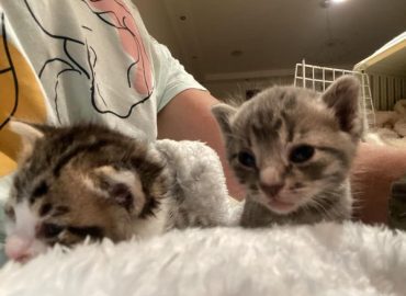 The Kitten Cottage