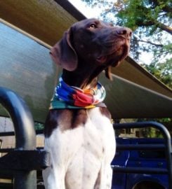 Matotoland Kennel German Shorthair Pointer Breeder
