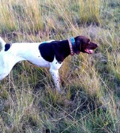 Matotoland Kennel German Shorthair Pointer Breeder