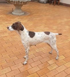 Matotoland Kennel German Shorthair Pointer Breeder