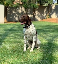 Matotoland Kennel German Shorthair Pointer Breeder