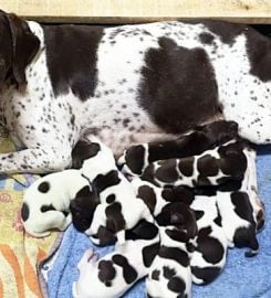 Matotoland Kennel German Shorthair Pointer Breeder