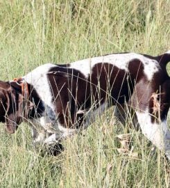 Matotoland Kennel German Shorthair Pointer Breeder