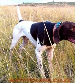 Matotoland Kennel German Shorthair Pointer Breeder