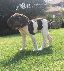 Matotoland Kennel German Shorthair Pointer Breeder