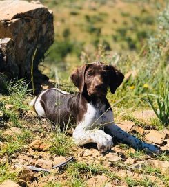 Matotoland Kennel German Shorthair Pointer Breeder