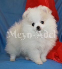 Meyn-Adel Pomeranians