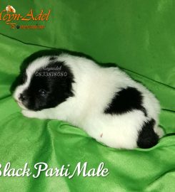 Meyn-Adel Pomeranians
