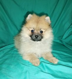 Meyn-Adel Pomeranians