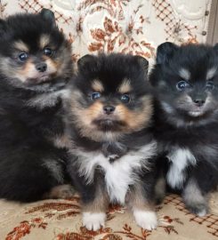 Meyn-Adel Pomeranians