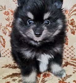 Meyn-Adel Pomeranians