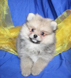 Meyn-Adel Pomeranians